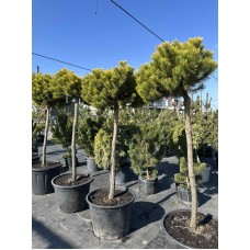 Сосна гірська Вінтер Голд штамб d 80 см